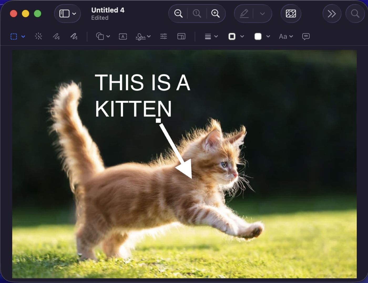 A photo of a kitten marked up in macOS Preview with a text label reading THIS IS A KITTEN and a white arrow, using the Markup tools