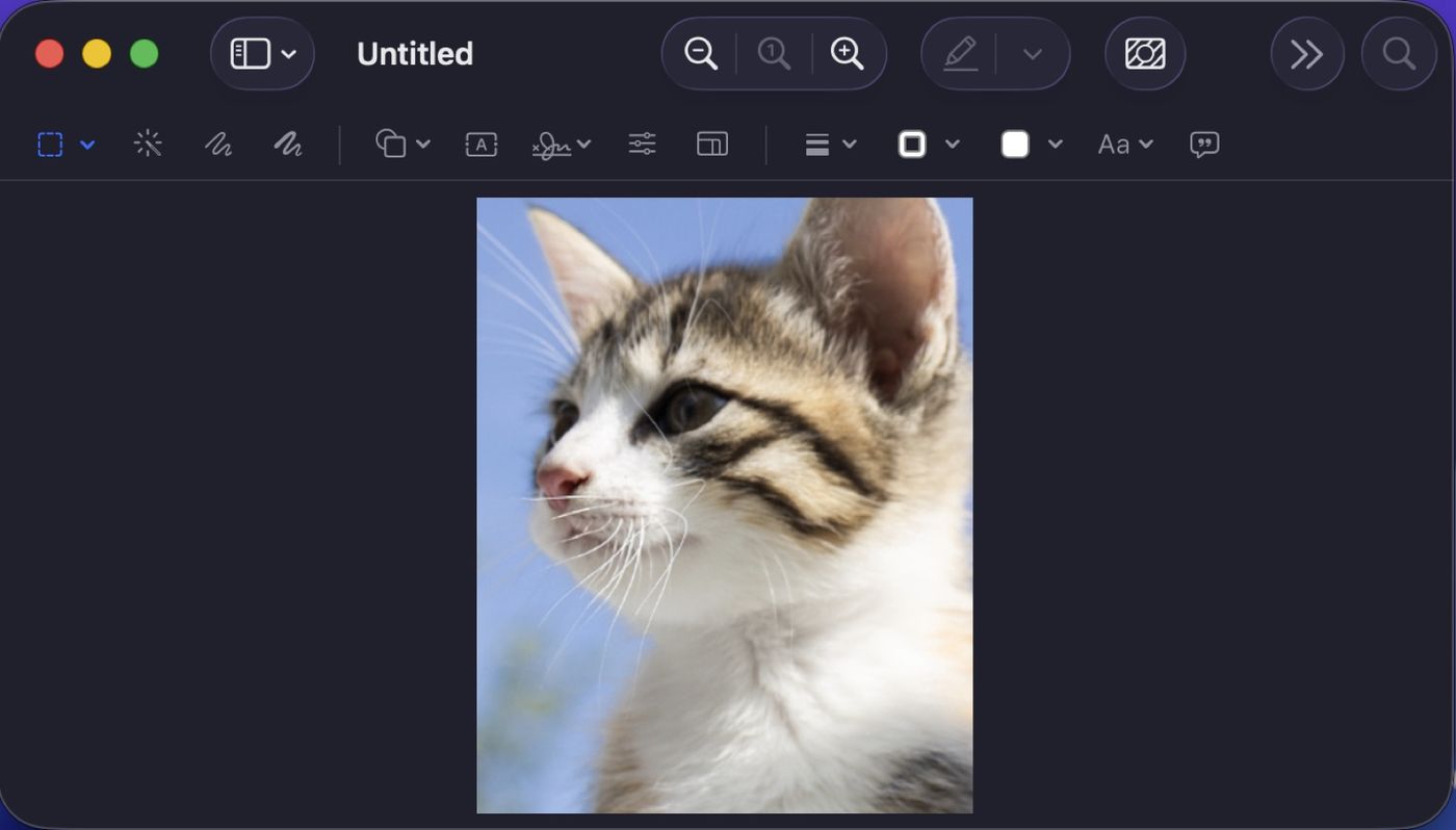 A photo of a kitten open in the built-in macOS Preview app